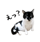 すみパン家のバットニャン（個別スタンプ：20）
