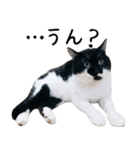 すみパン家のバットニャン（個別スタンプ：21）