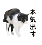すみパン家のバットニャン（個別スタンプ：23）