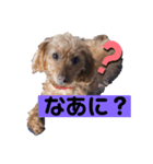 ペコ。（個別スタンプ：1）