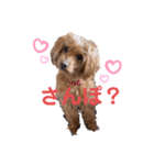 ペコ。（個別スタンプ：3）
