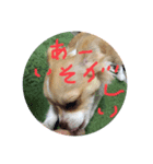 はるちゃん その五（個別スタンプ：8）