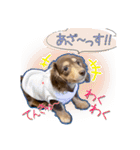 Kダックス詩さんの賑やかUTAンプ-1（個別スタンプ：3）