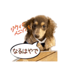 Kダックス詩さんの賑やかUTAンプ-1（個別スタンプ：11）