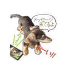 Kダックス詩さんの賑やかUTAンプ-1（個別スタンプ：12）