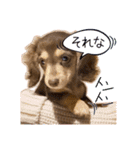 Kダックス詩さんの賑やかUTAンプ-1（個別スタンプ：19）