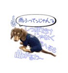 Kダックス詩さんの賑やかUTAンプ-1（個別スタンプ：22）
