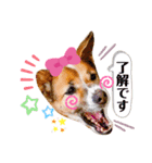 はなちゃんで日常会話パート1（個別スタンプ：3）