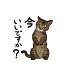 猫スタンプ（キジトラ）（個別スタンプ：2）
