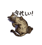 猫スタンプ（キジトラ）（個別スタンプ：3）