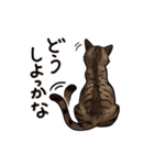 猫スタンプ（キジトラ）（個別スタンプ：4）