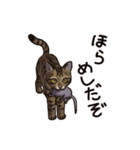 猫スタンプ（キジトラ）（個別スタンプ：5）