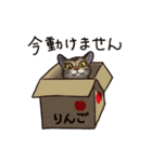 猫スタンプ（キジトラ）（個別スタンプ：13）