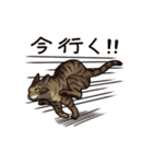 猫スタンプ（キジトラ）（個別スタンプ：16）