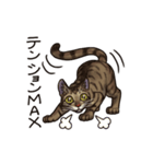猫スタンプ（キジトラ）（個別スタンプ：27）