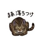 猫スタンプ（キジトラ）（個別スタンプ：28）