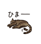 猫スタンプ（キジトラ）（個別スタンプ：30）
