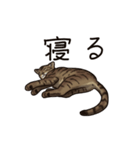 猫スタンプ（キジトラ）（個別スタンプ：31）