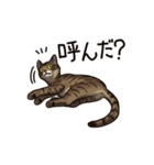猫スタンプ（キジトラ）（個別スタンプ：32）