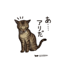 猫スタンプ（キジトラ）（個別スタンプ：37）
