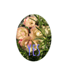 rose and ‥（個別スタンプ：6）