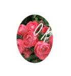 rose and ‥（個別スタンプ：7）