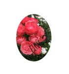 rose and ‥（個別スタンプ：12）