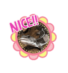 かわいいレオパ・ニシアフ スタンプ（個別スタンプ：1）