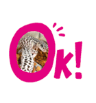 かわいいレオパ・ニシアフ スタンプ（個別スタンプ：3）