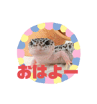 かわいいレオパ・ニシアフ スタンプ（個別スタンプ：5）