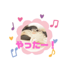 かわいいレオパ・ニシアフ スタンプ（個別スタンプ：8）
