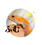 かわいいレオパ・ニシアフ スタンプ（個別スタンプ：12）