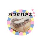 かわいいレオパ・ニシアフ スタンプ（個別スタンプ：14）