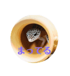 かわいいレオパ・ニシアフ スタンプ（個別スタンプ：29）