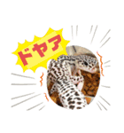 かわいいレオパ・ニシアフ スタンプ（個別スタンプ：32）