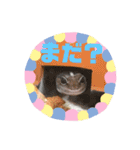 かわいいレオパ・ニシアフ スタンプ（個別スタンプ：33）
