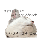 ぼく、おとまる（個別スタンプ：5）