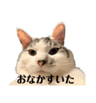 ぼく、おとまる（個別スタンプ：6）