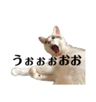 ぼく、おとまる（個別スタンプ：8）