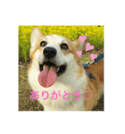 コーギー＆わんちゃん（個別スタンプ：1）