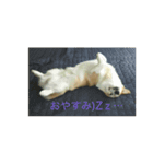 コーギー＆わんちゃん（個別スタンプ：6）