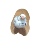チッチと一緒（個別スタンプ：1）