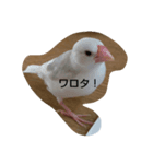 チッチと一緒（個別スタンプ：2）