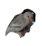 チッチと一緒（個別スタンプ：6）