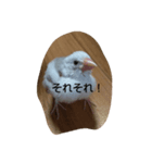 チッチと一緒（個別スタンプ：7）