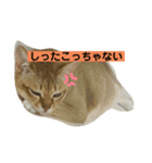 秀吉の気ままな日常（個別スタンプ：5）