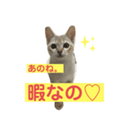 秀吉の気ままな日常（個別スタンプ：6）