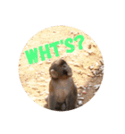 monkey stamps.（個別スタンプ：4）
