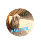 monkey stamps.（個別スタンプ：9）