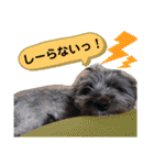 小熊mochi（個別スタンプ：31）